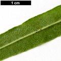 SpeciesSub: var. angustifolium SpeciesSub: var. angustifolium